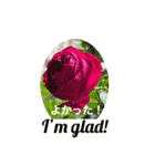 英語と薔薇と日本語と（個別スタンプ：16）