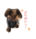 わんころLife(佐賀ver)（個別スタンプ：1）