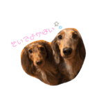 わんころLife(佐賀ver)（個別スタンプ：3）