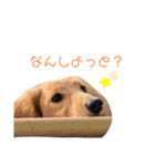 わんころLife(佐賀ver)（個別スタンプ：4）