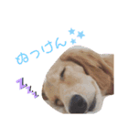 わんころLife(佐賀ver)（個別スタンプ：7）