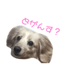 わんころLife(佐賀ver)（個別スタンプ：9）