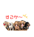 わんころLife(佐賀ver)（個別スタンプ：12）