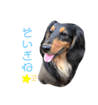わんころLife(佐賀ver)（個別スタンプ：15）