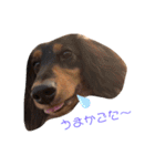 わんころLife(佐賀ver)（個別スタンプ：22）