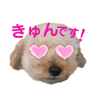 Three little dog's funny sticker vol.5（個別スタンプ：2）