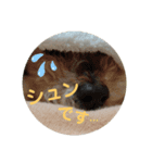 Three little dog's funny sticker vol.5（個別スタンプ：3）