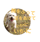 Three little dog's funny sticker vol.5（個別スタンプ：6）