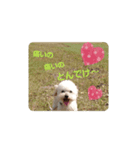 Three little dog's funny sticker vol.5（個別スタンプ：7）