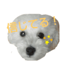 Three little dog's funny sticker vol.5（個別スタンプ：8）