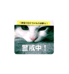 ちょろ◎（個別スタンプ：4）