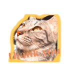 cat and dog stamp《ねこいぬスタンプ》（個別スタンプ：2）