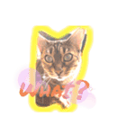 cat and dog stamp《ねこいぬスタンプ》（個別スタンプ：3）