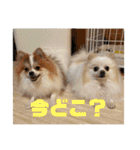 こうねね（個別スタンプ：21）