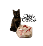テンちゃんスタンプその1（個別スタンプ：14）
