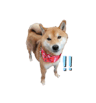けんケンKEN坊（個別スタンプ：1）