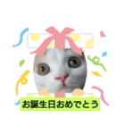 スコタンとマフィン（個別スタンプ：2）