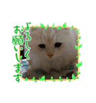 スコタンとマフィン（個別スタンプ：3）