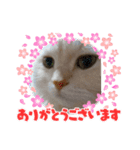 スコタンとマフィン（個別スタンプ：4）
