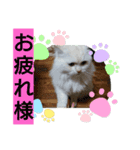 スコタンとマフィン（個別スタンプ：5）