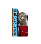 スコタンとマフィン（個別スタンプ：6）