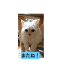 スコタンとマフィン（個別スタンプ：7）