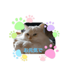 スコタンとマフィン（個別スタンプ：8）