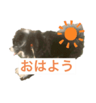 しろところん（個別スタンプ：1）