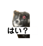しろところん（個別スタンプ：4）