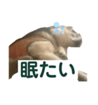 しろところん（個別スタンプ：5）