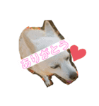 しろところん（個別スタンプ：7）