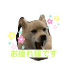 しろところん（個別スタンプ：8）