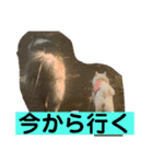しろところん（個別スタンプ：9）