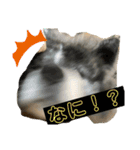 しろところん（個別スタンプ：12）