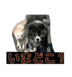 しろところん（個別スタンプ：14）