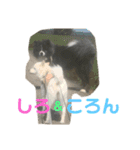 しろところん（個別スタンプ：16）