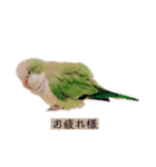 癒しの鳥（個別スタンプ：5）