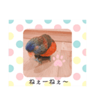 癒しの鳥（個別スタンプ：6）