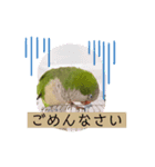 癒しの鳥（個別スタンプ：7）