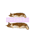 ももじろう選手2021 茶白猫の敬語で夏休み（個別スタンプ：11）