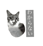 ももじろう選手2021 茶白猫の敬語で夏休み（個別スタンプ：17）