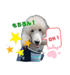 ワンダと愉快な仲間たち①（個別スタンプ：1）