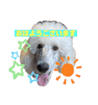 ワンダと愉快な仲間たち①（個別スタンプ：12）