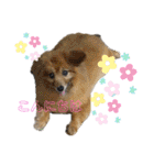 ワンダと愉快な仲間たち①（個別スタンプ：25）