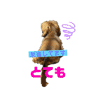 ワンダと愉快な仲間たち①（個別スタンプ：29）