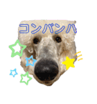 ワンダと愉快な仲間たち①（個別スタンプ：36）