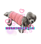 ワンダと愉快な仲間たち①（個別スタンプ：39）