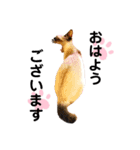 猫 敬語（個別スタンプ：1）
