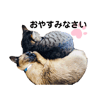 猫 敬語（個別スタンプ：2）