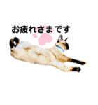 猫 敬語（個別スタンプ：3）